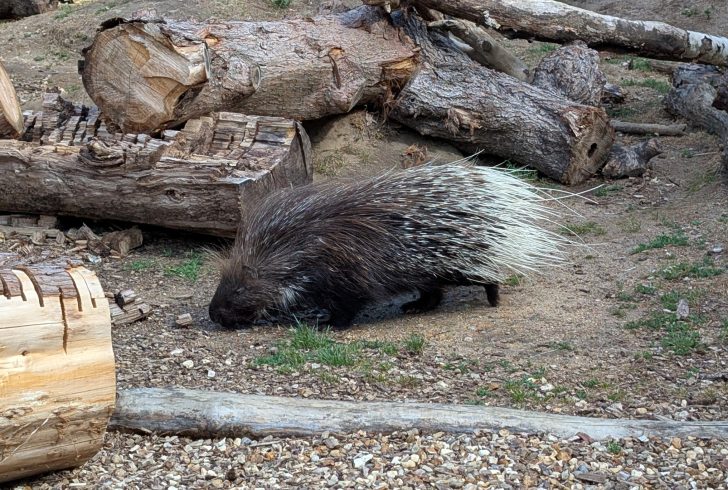Our porcupine, Denzil, in his enclosure