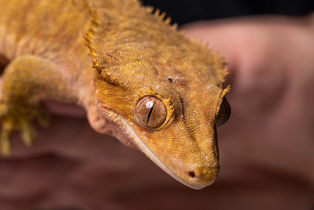Reptile Encounters BCA Zoo